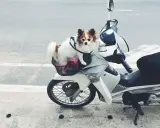 Mały piesek w koszyku na skuterze, gotowy na przygodę.