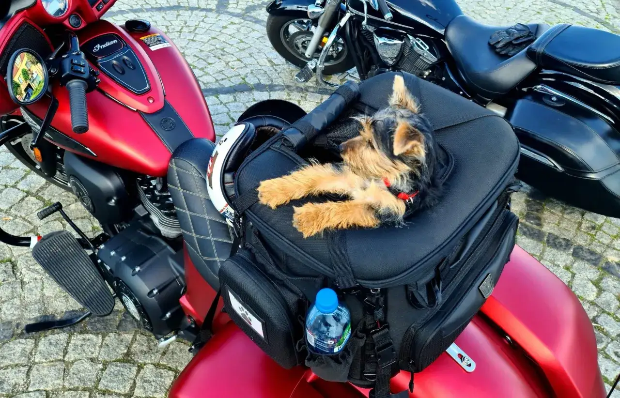 Mały piesek Yorkshire Terrier odpoczywa w torbie na motocyklu, gotowy na kolejną przygodę.